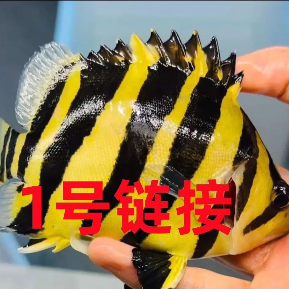 虎鱼活体发货热带观赏鱼苏门答腊四纹虎泰虎三纹鱼泰国虎长明