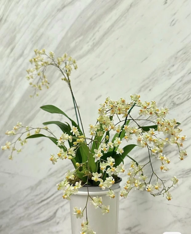 梦香兰罗曼香（奶白色) 95~100盆20支花剑起 精品兰花绿植盆栽