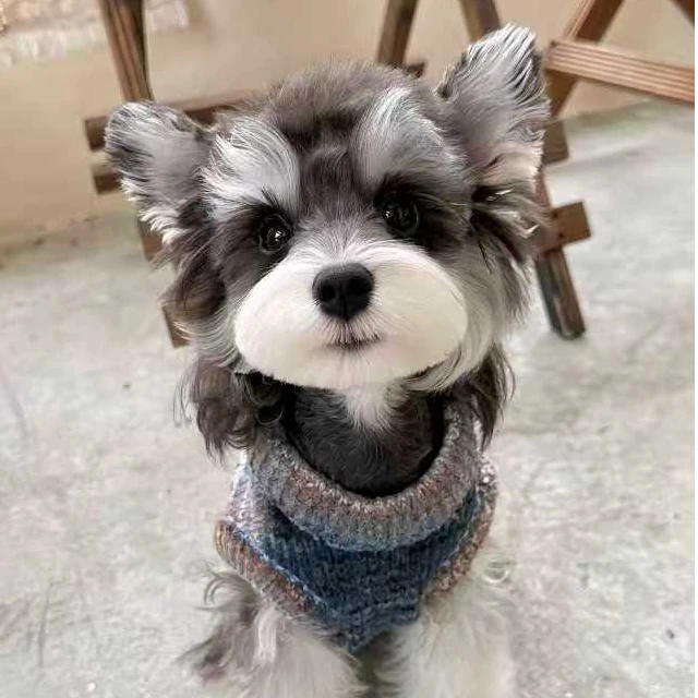 [文文家雪纳瑞精品T狗狗活体