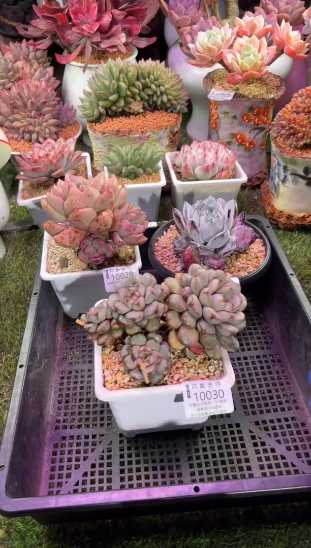 【闪购商品】10030