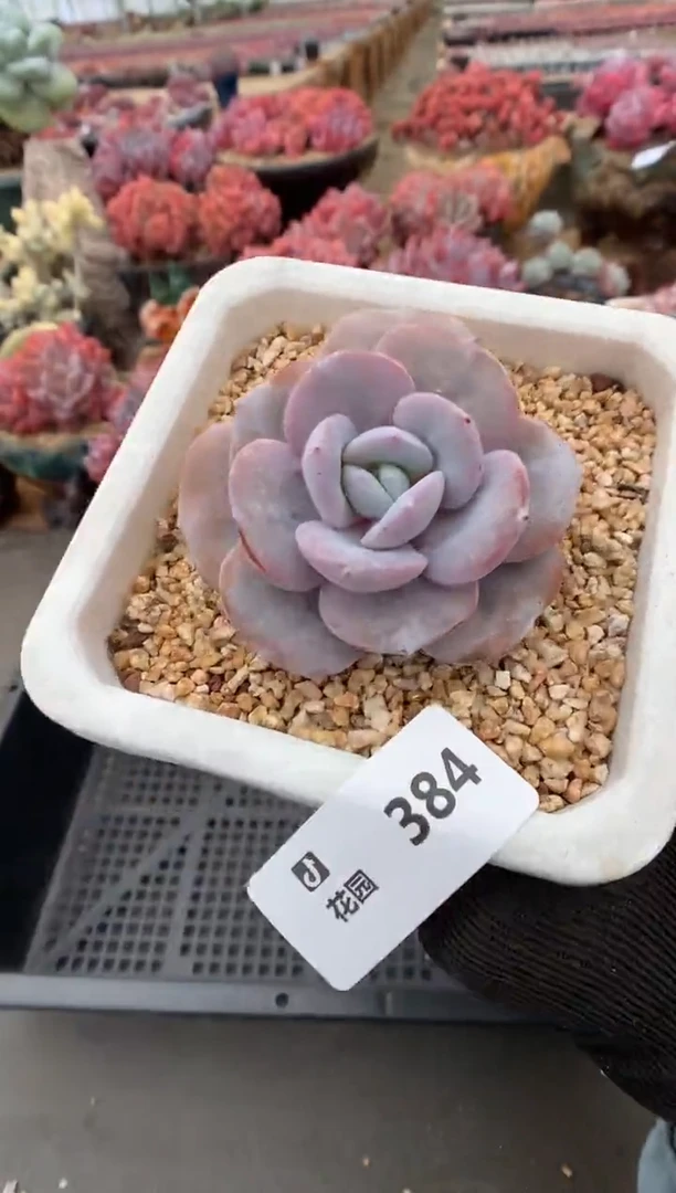 384奶茶一物一拍