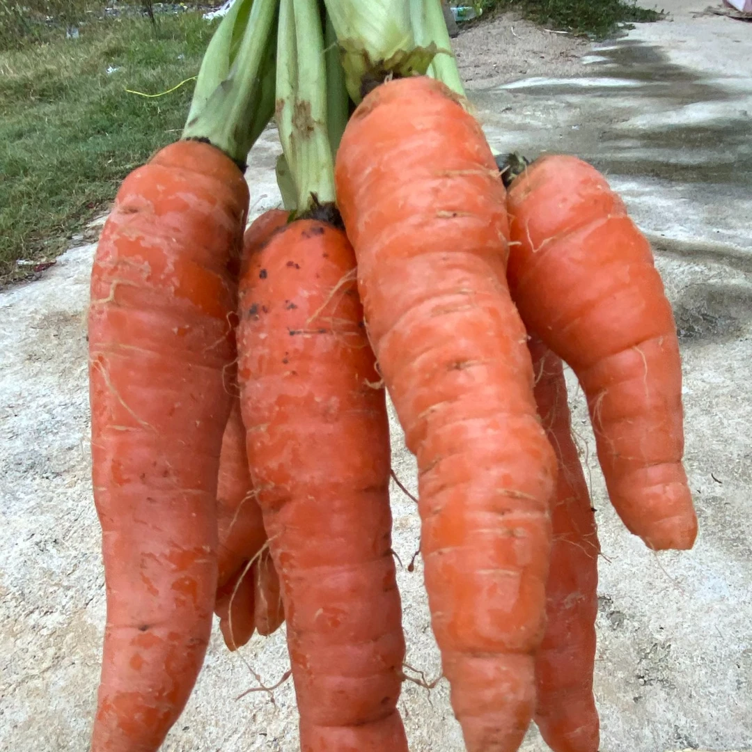 农家蔬菜包红萝卜【农家土胡萝卜】