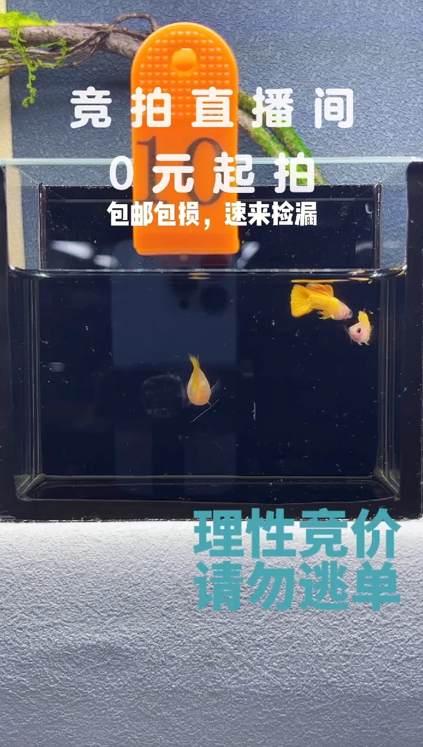 孔雀鱼很黄线黄金玻璃猫3条编号10