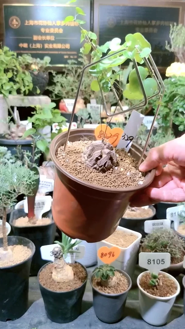 8029号1220甄选单颗南非龟甲龙