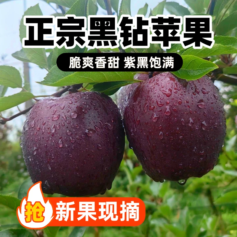 优品鲜 天水黑钻苹果精选礼盒12枚 净重5.5-6斤（80#-85#）