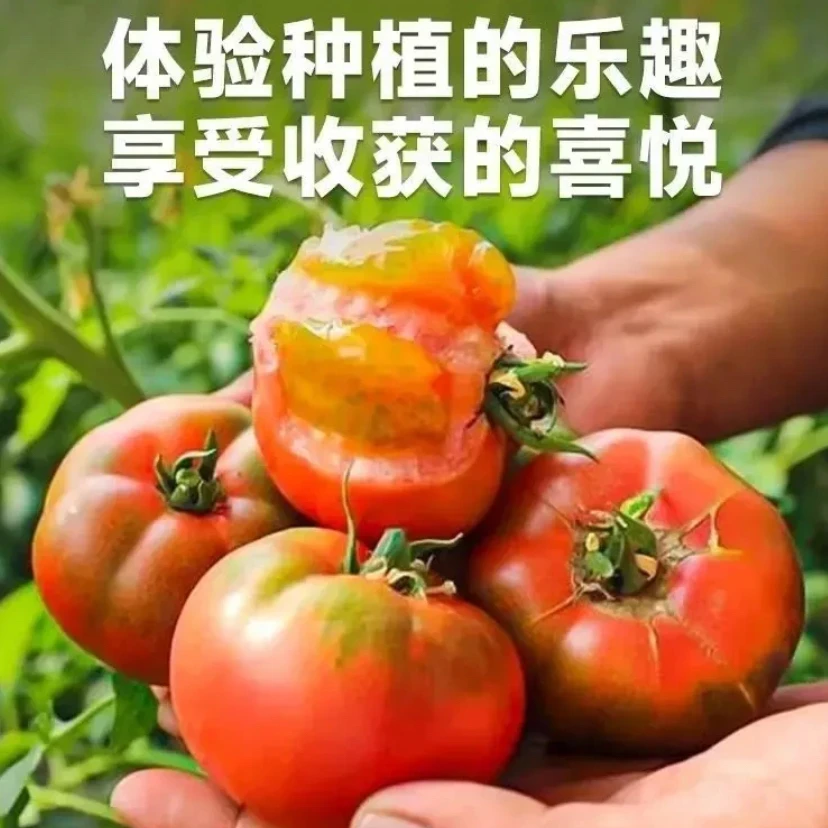 【甜心紫玫瑰柿子种子】四季种植盆栽地栽阳台小院种植