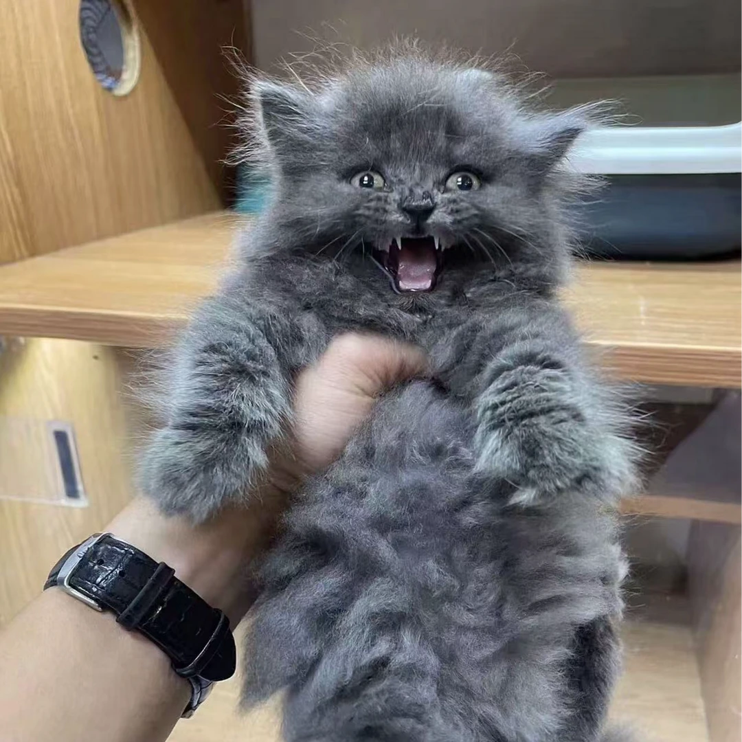 （喵趣）银渐层蓝猫虎斑蓝白等各种小猫领养