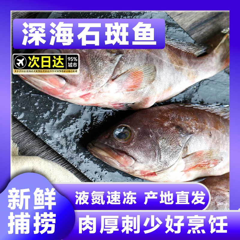 新鲜速冻野生海捕石斑鱼无冰净重蒜瓣肉质Q弹厚实无杂刺冷链包邮
