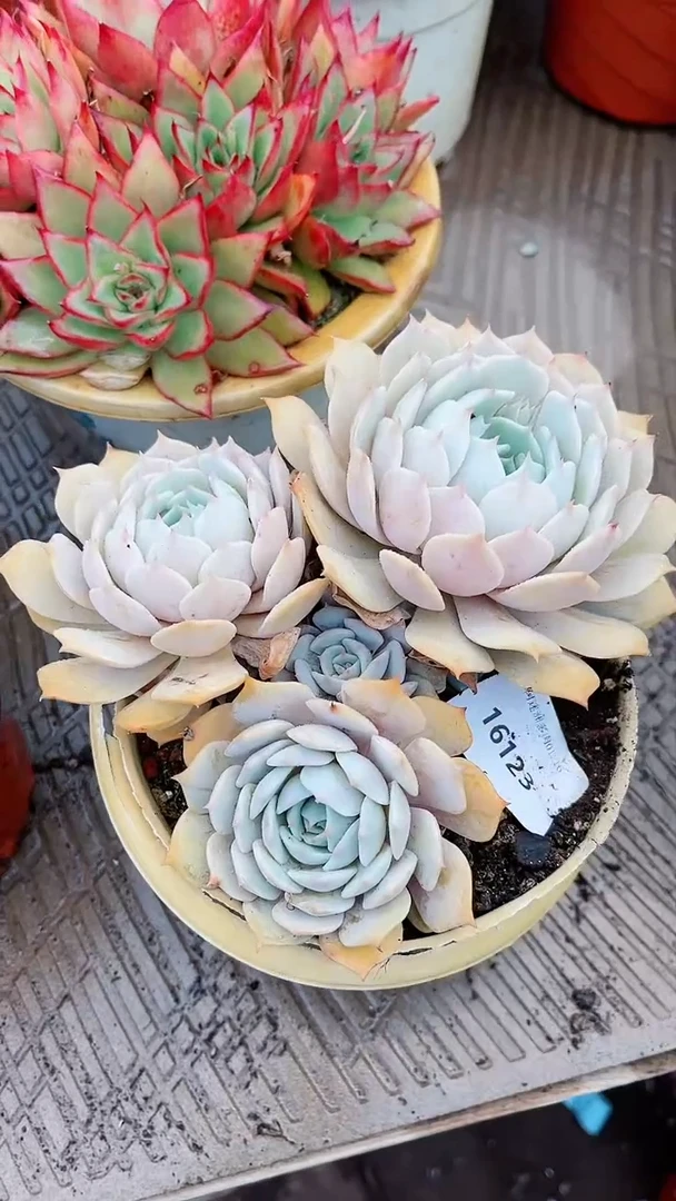 【闪购商品】16123