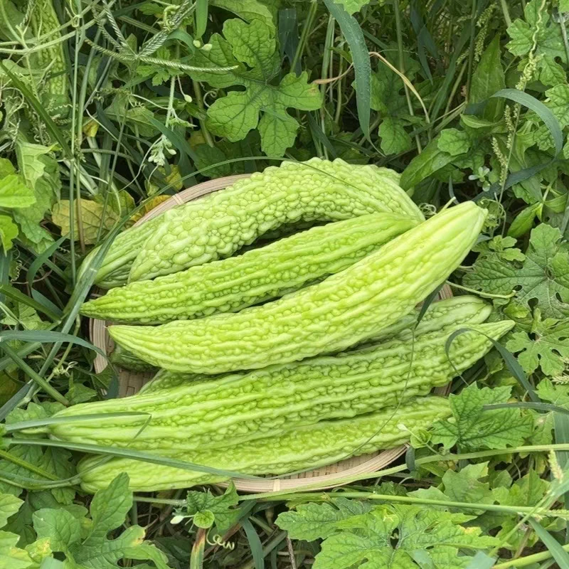 广西桂林老品种苦瓜农家新鲜现摘苦瓜露天种植清苦脆嫩