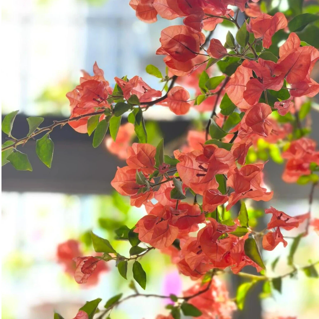 【阿奴娜】品种苗三角梅花卉四季勤花庭院爬藤