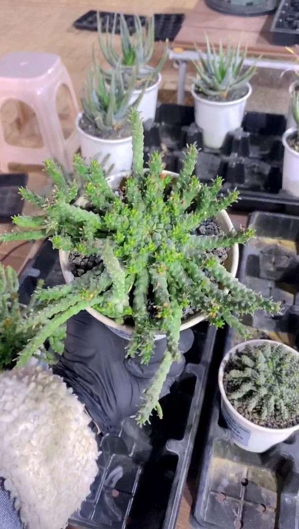 【闪购商品】美杜莎大戟杂FB-2385