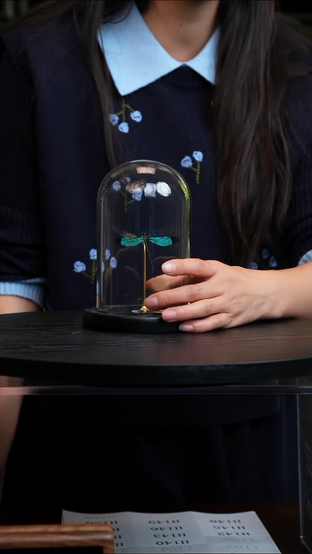 华艳色蟌小号玻璃罩