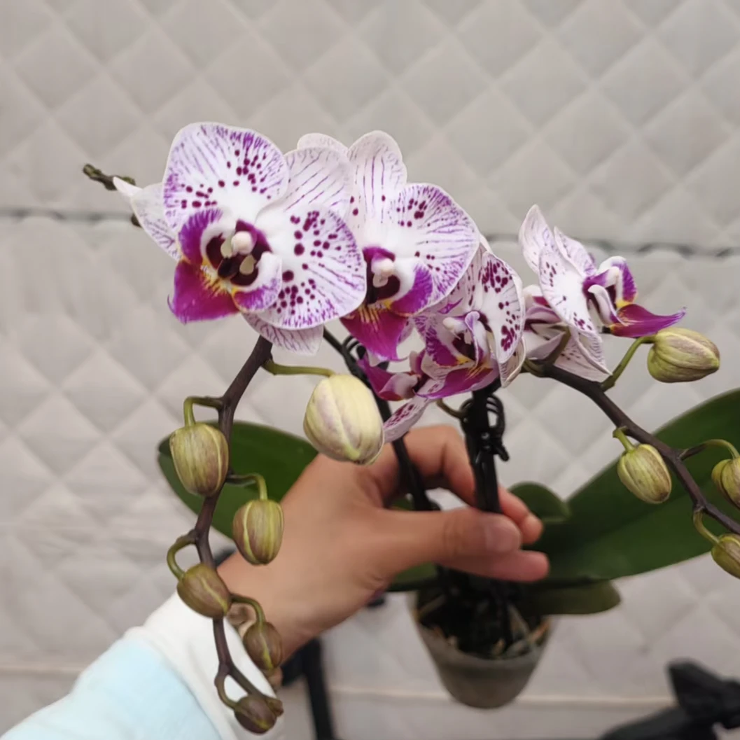 2.8寸唐老鸭 双梗 瑕疵不售后一颗【全场任意两颗起发货】