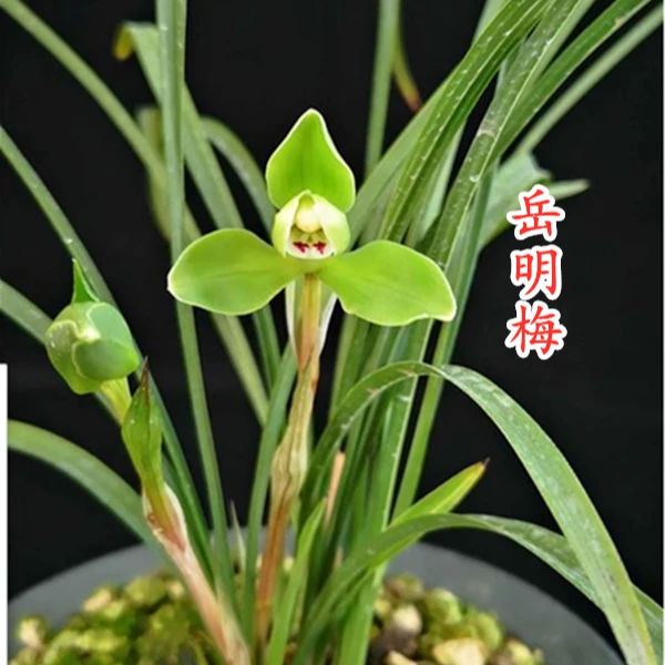 春兰《岳明梅》2025双12福利款