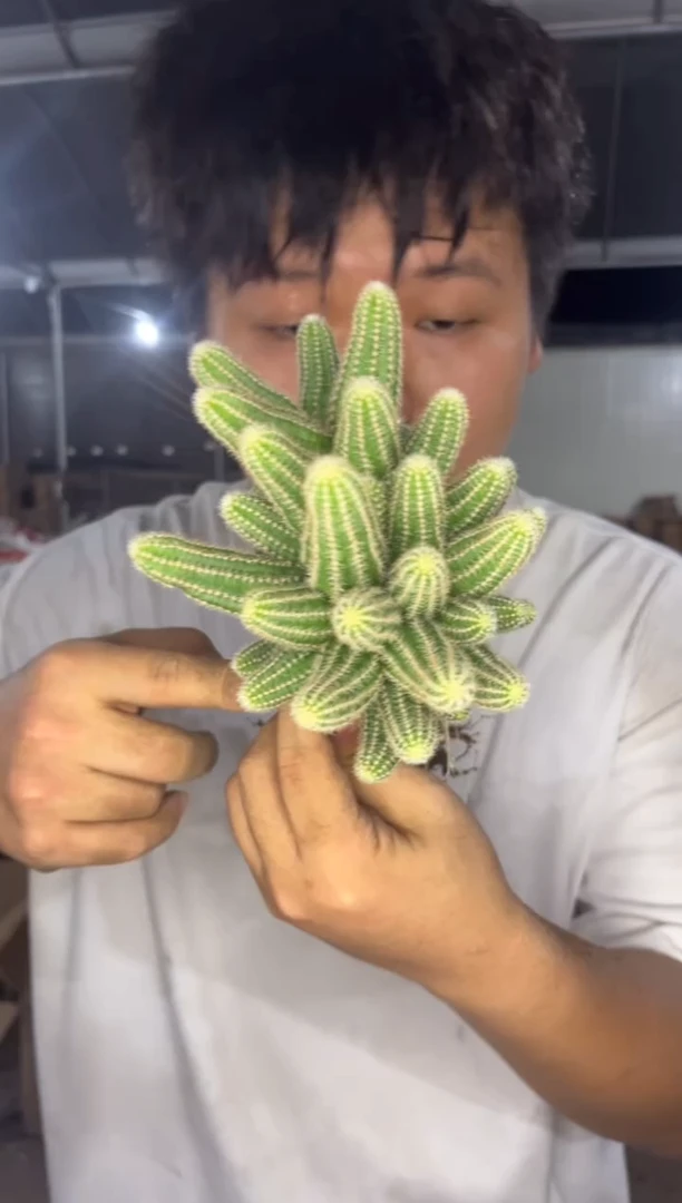 多头 白檀【嫁接】品种不指定