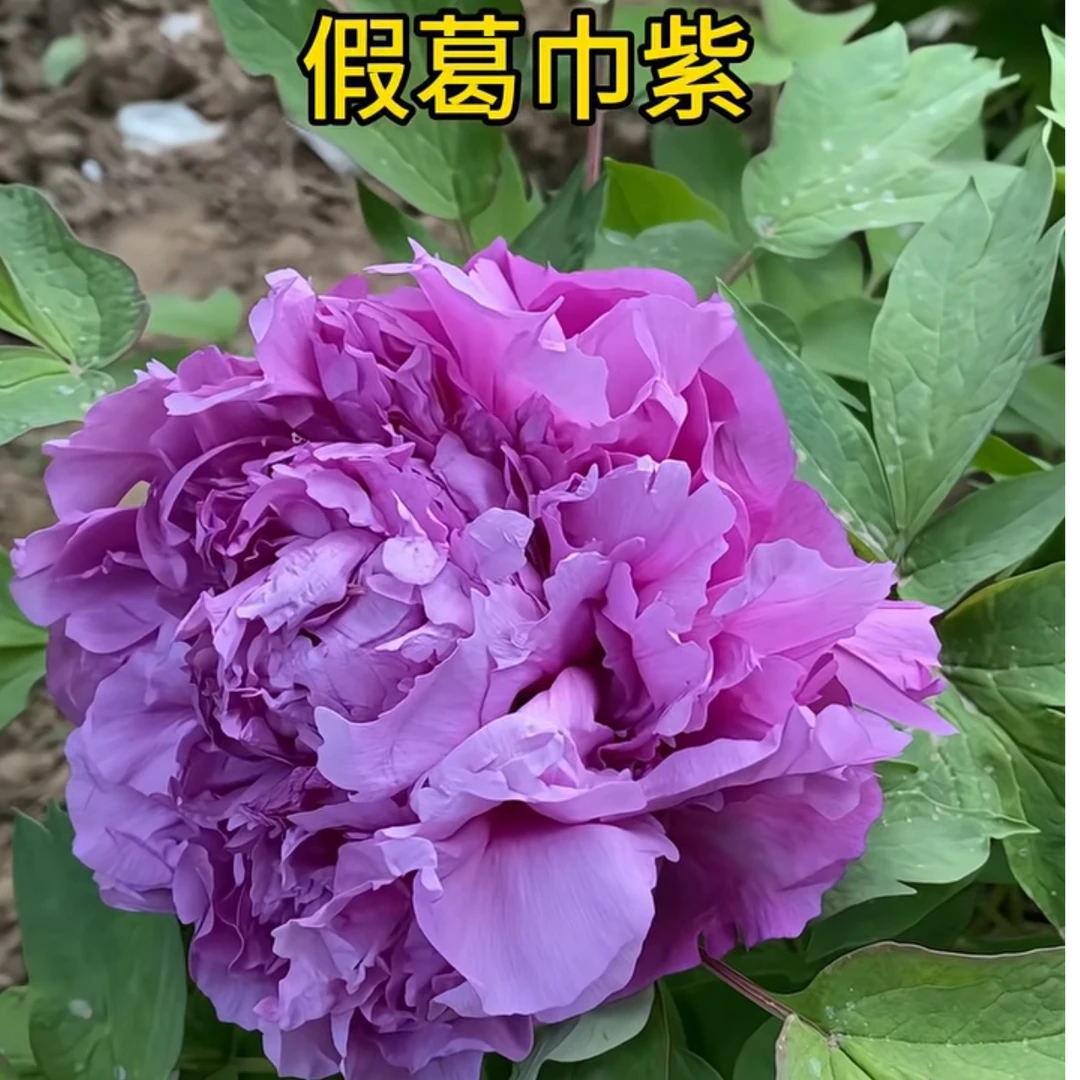 {假葛巾紫}先发肥料 秋天发苗