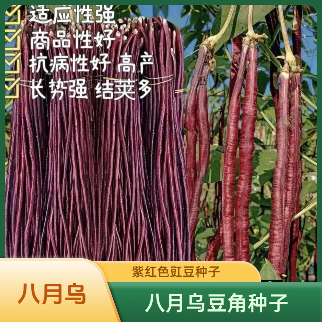 【直播专享】八月乌秋豆角种子紫红豇豆角耐热红农家长豆角蔬菜籽