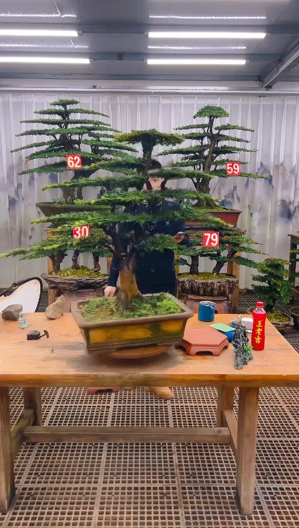 无花朵流**海精品盆景直播间一物一拍