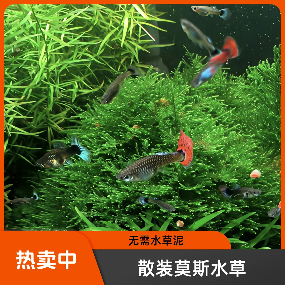 散装莫斯鱼缸造景水草易养耐寒翠绿