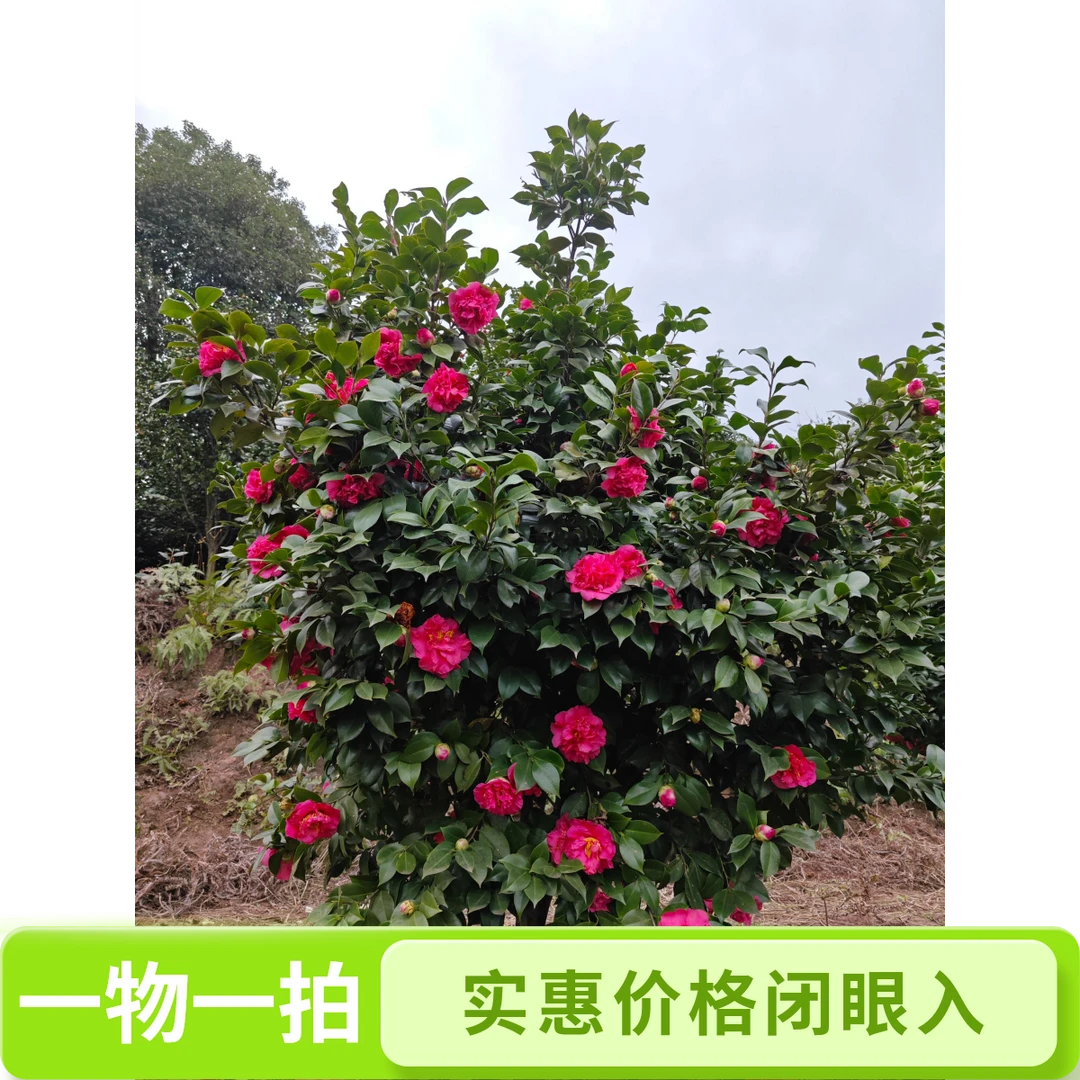 山茶花老庄（一物一怕专用）