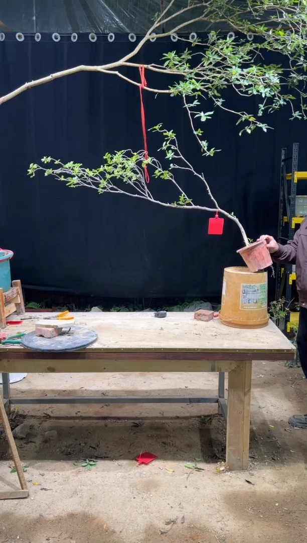 无花朵无****忠海岛栀子花