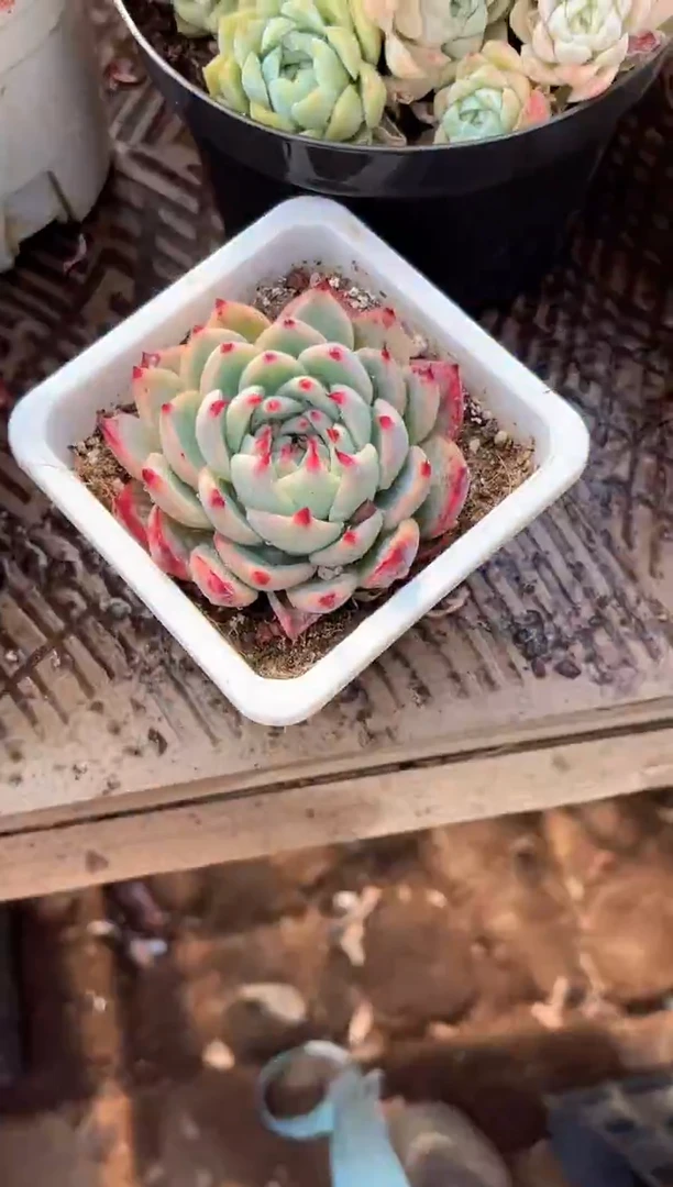 阿迷洲多肉29329