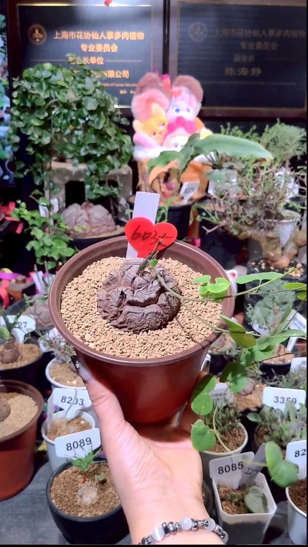 6035号0104精品植物南非龟甲龙单颗