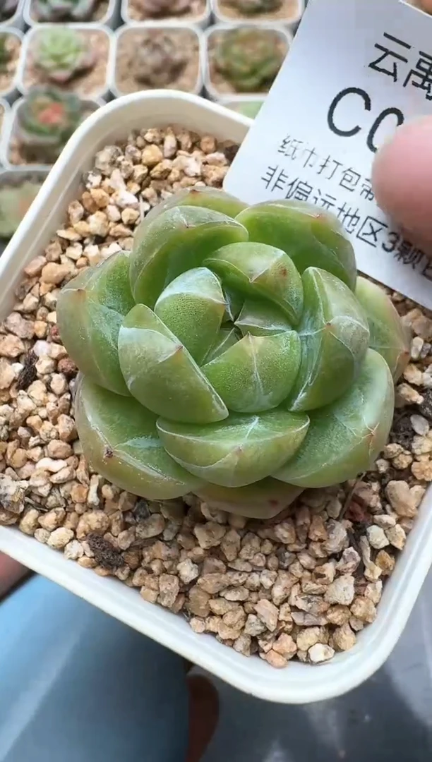 614C云禹多肉植物 带盆土纸巾打包 3颗包邮