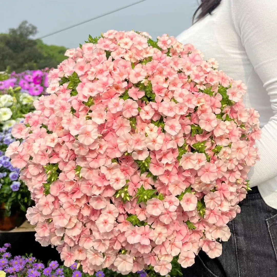 福禄考花种室内室外四季播种开花盆栽花籽阳台易活花种籽子孑草籽