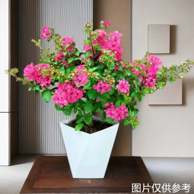 带花苞紫薇花盆栽百日红耐热耐寒庭院庭院夏季开花阳台观花卉绿植