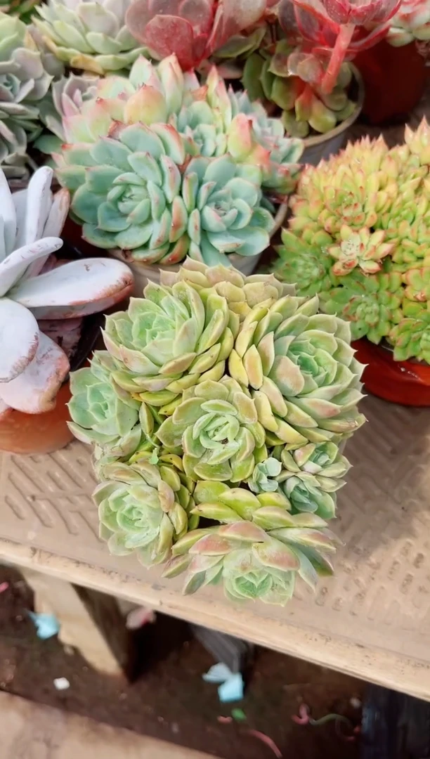 葵*植物一物一拍17251