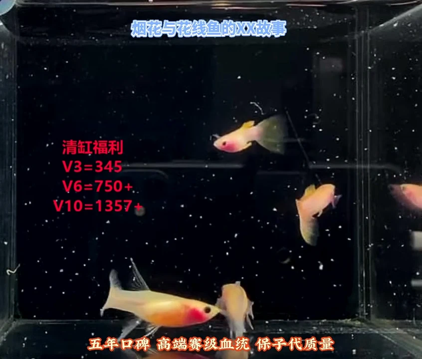 孔雀鱼幻彩绣球生的幻彩大C压成体验2对