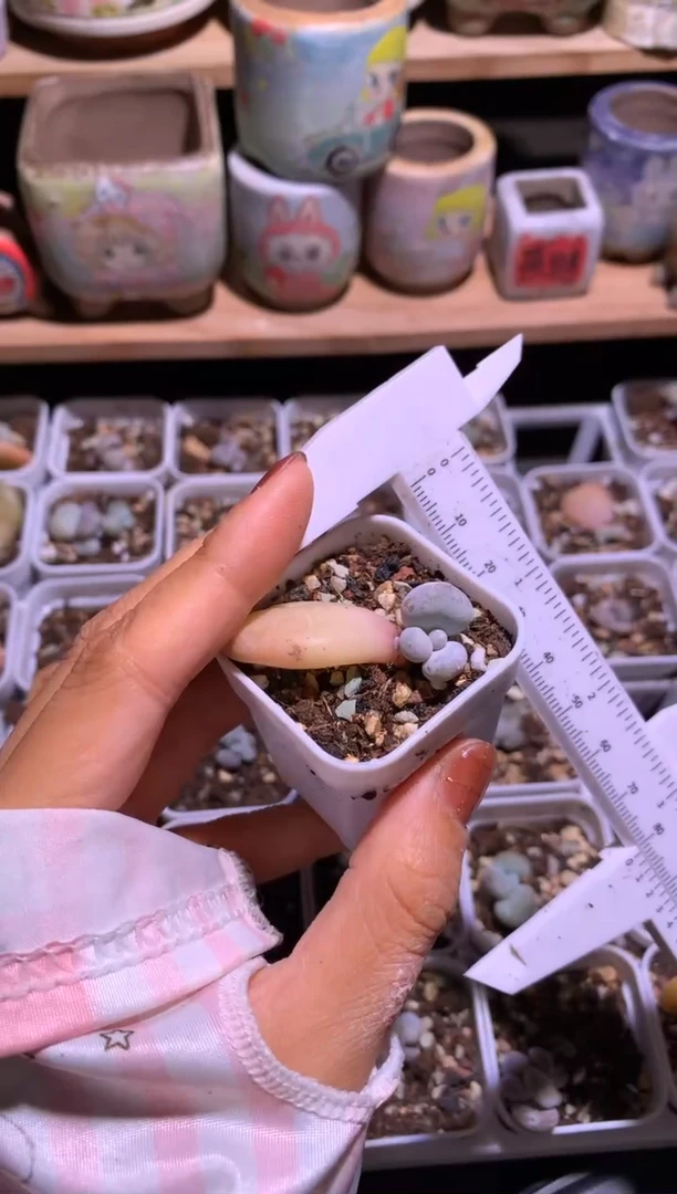 黄油油煎叶插苗哈哈