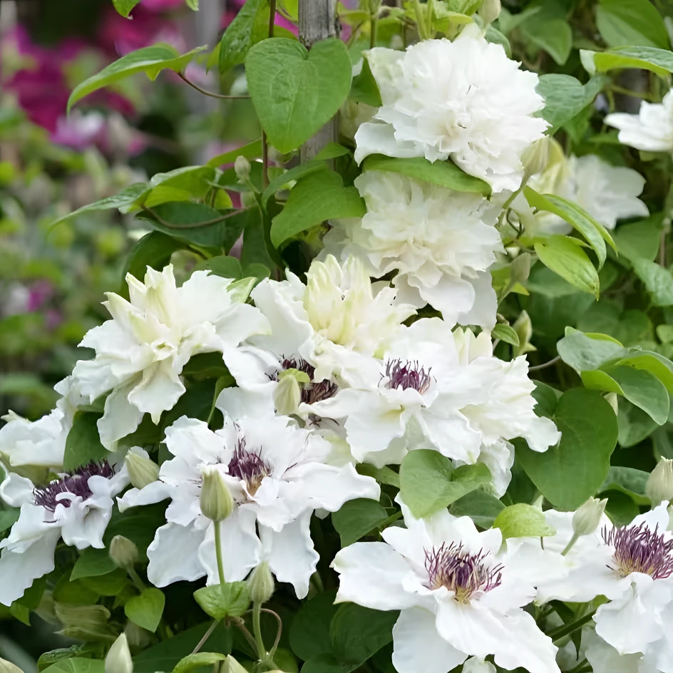 蔚蓝园艺铁线莲三类（第一缕曙光）庭院阳台种植花卉藤本攀援植物