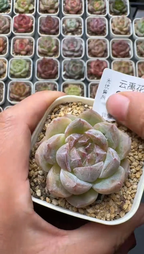 531S带盆土发 当场拍3颗以上包柚 多肉植物 一物一拍