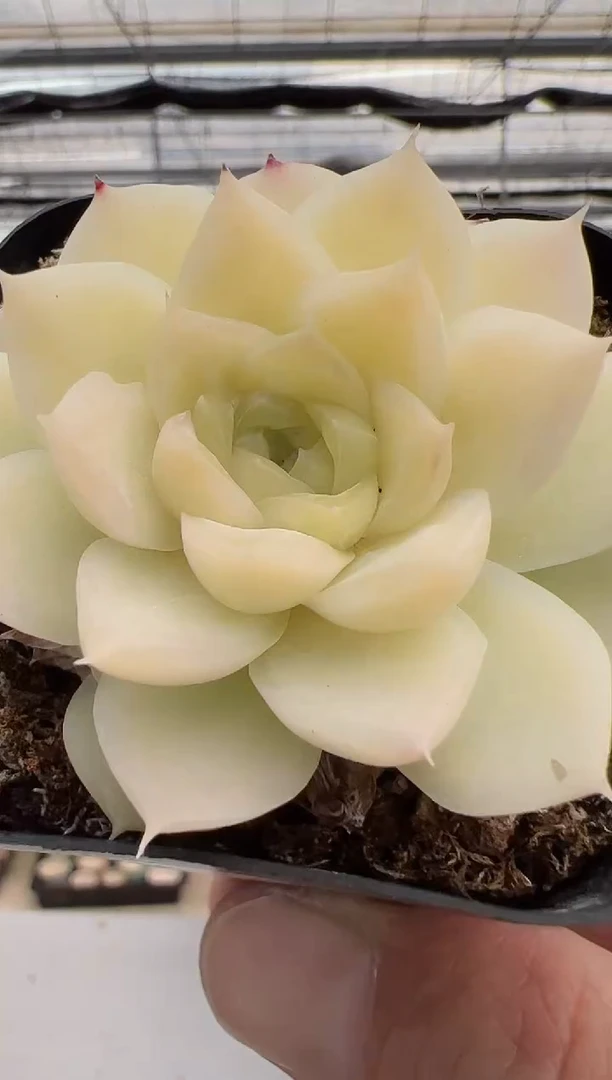 【闪购商品】新款-43