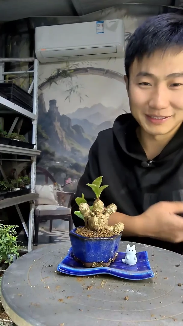 我*瞧中青园艺一物一拍400