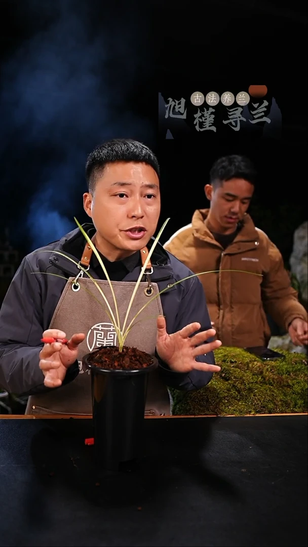 当前无花栽培后可以开花绿**香蕙兰朱金斑中透（龙头单苗）