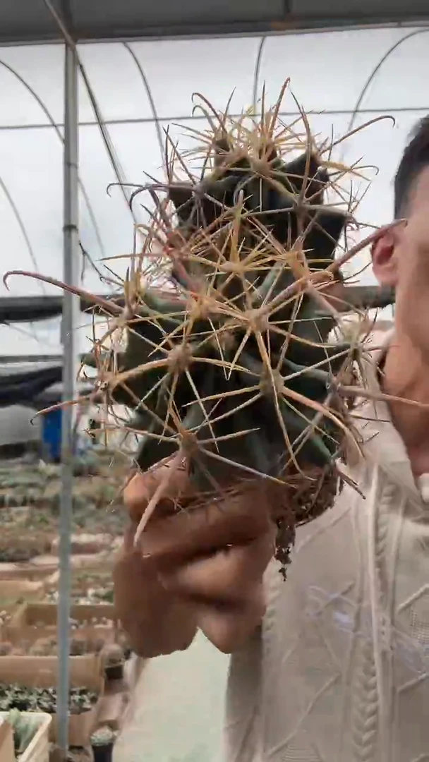 实生金冠龙双头188.88