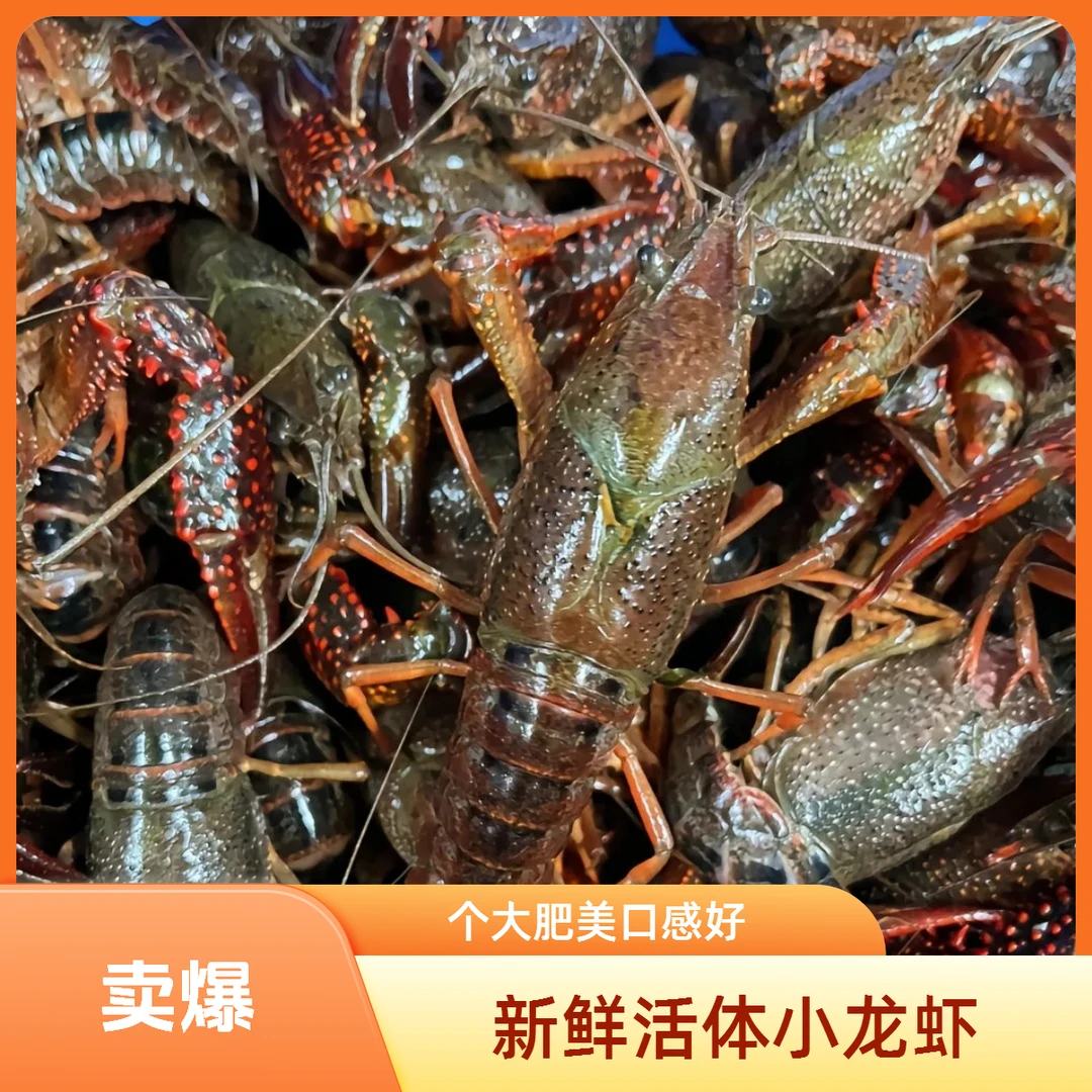 【精品小龙虾】买三斤送一斤到手4斤小龙虾鲜活水产清水活虾|顺丰包邮海鲜