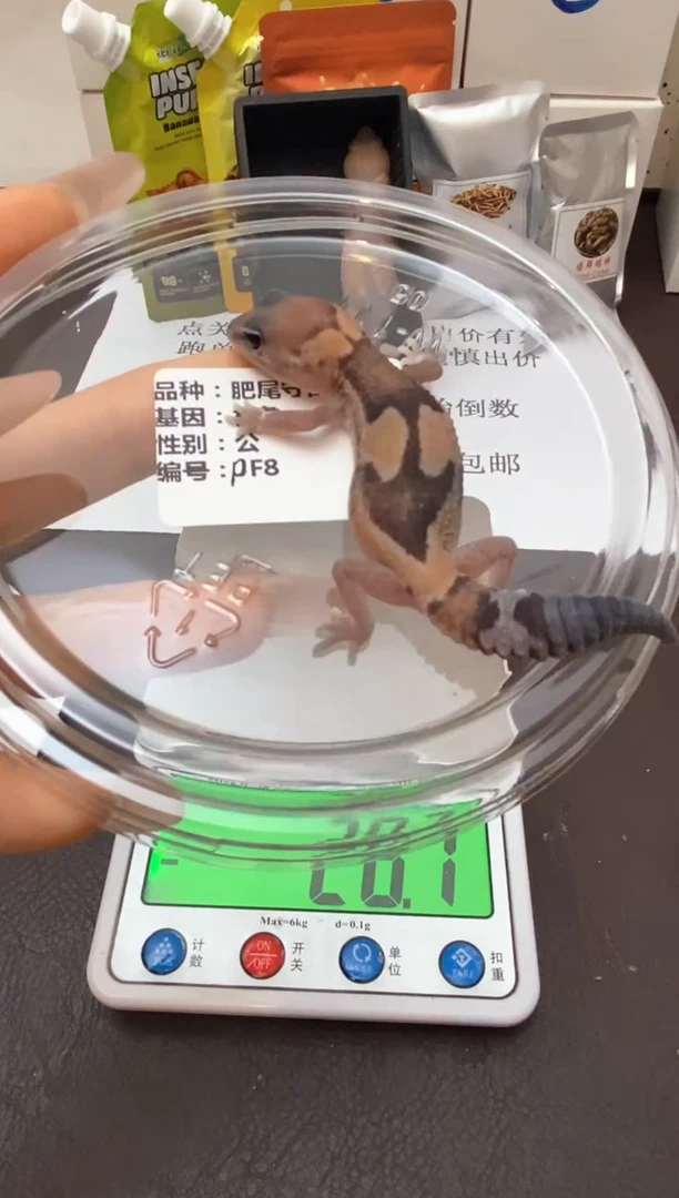 肥尾守宫Scale Tail 爬宠PF8