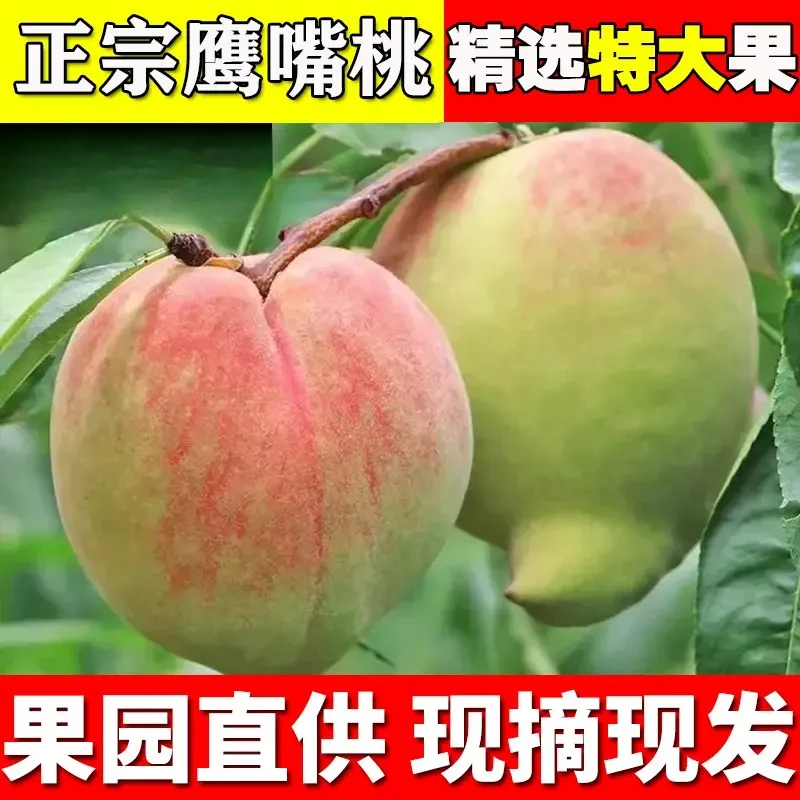 【包甜包脆】高山鹰嘴桃美味新鲜现摘应季桃子非连平云南
