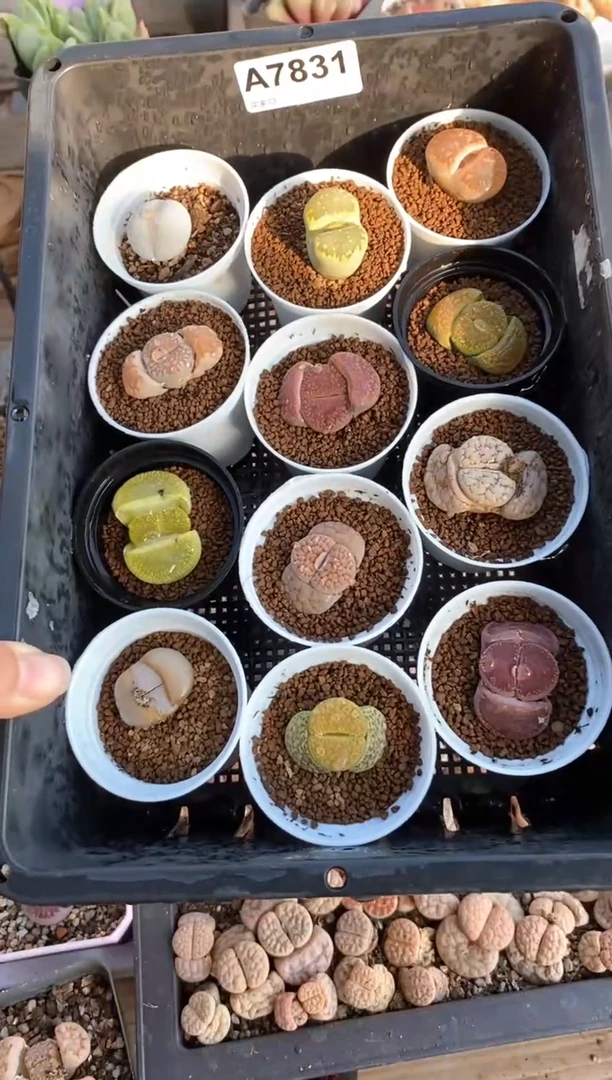 【闪购商品】7831直播一物一拍