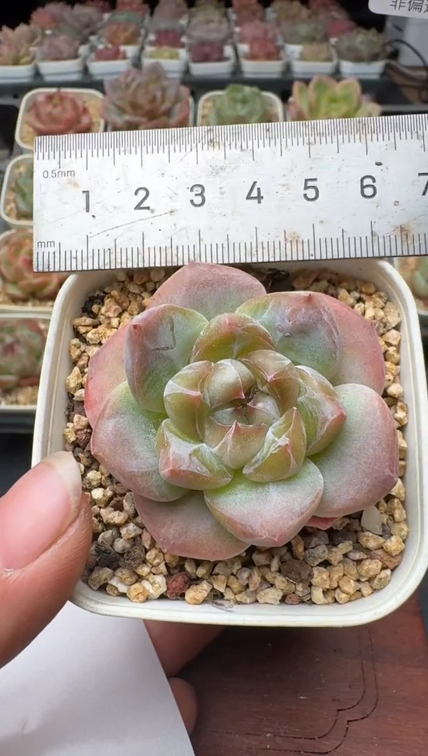 291T带盆土发(6.5cm杯） 当场拍3颗以上包柚 多肉植物