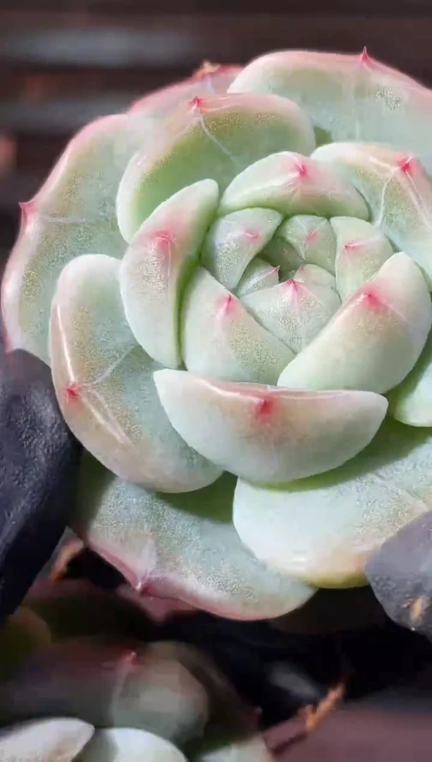 32-78 翠皇4-5厘米量拍发一颗