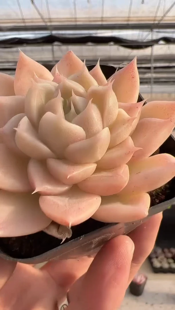 【闪购商品】新款多肉-271