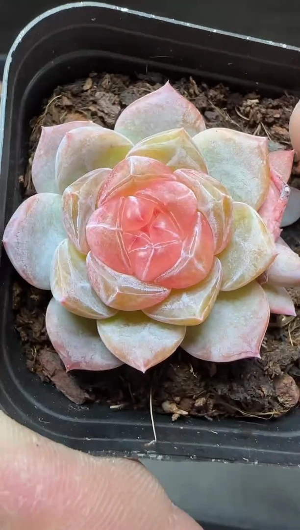 【闪购商品】一物一拍0116—43