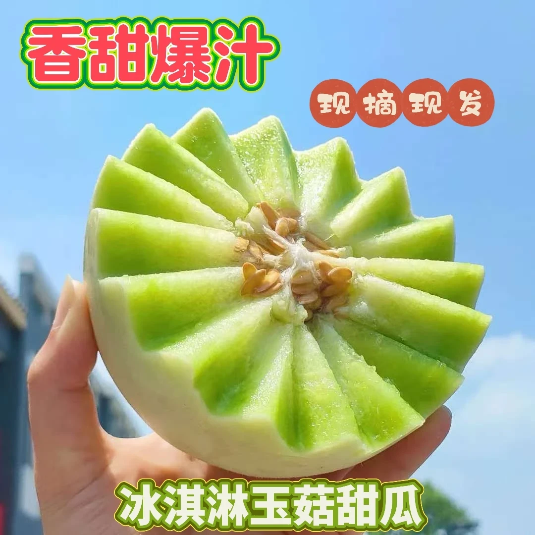 山东沙地种植玉菇甜瓜冰淇淋甜瓜蜜瓜新鲜果软糯香甜头茬现摘现发