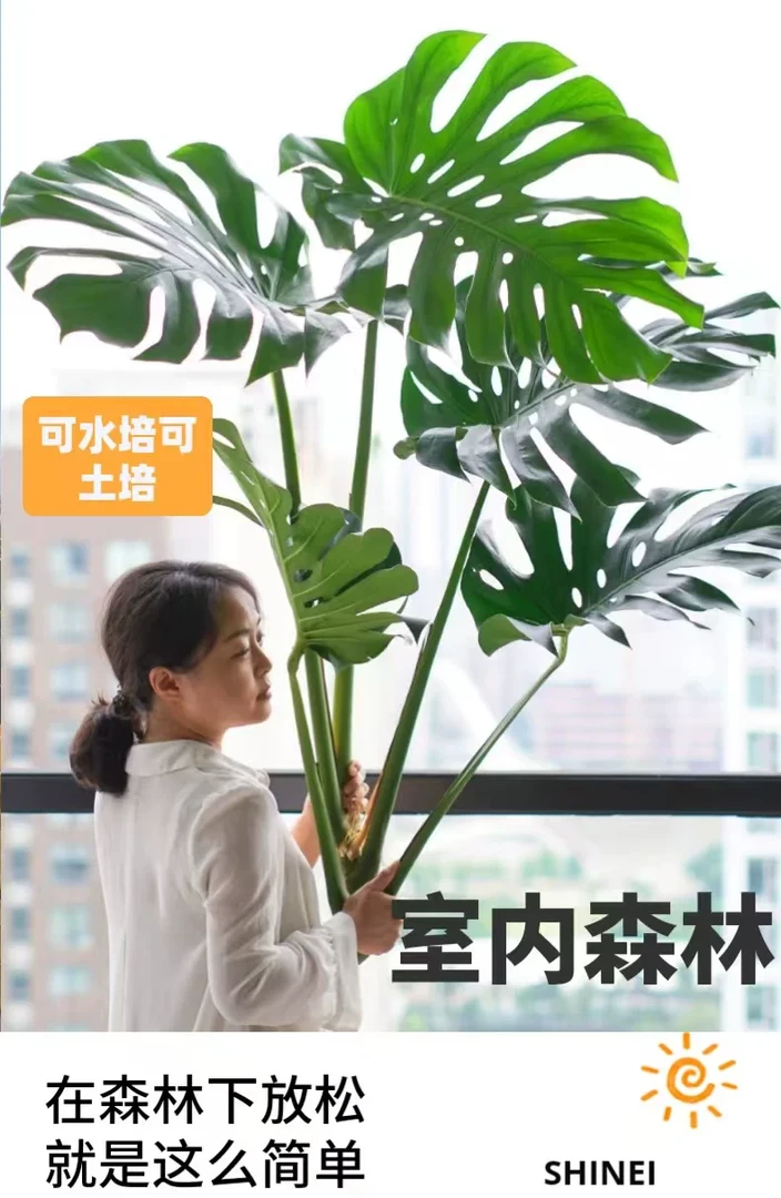 开背老桩龟背竹单棵多叶水培土培盆栽净化空气适合室内客厅摆放